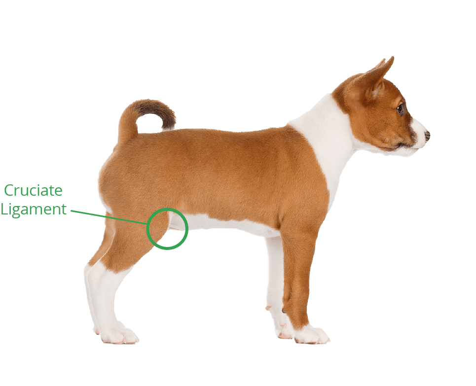 faq cruciate ligament